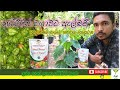 නයිමිරිස් වගාවට පොහොර යොදමු Albert S Soluion How To 