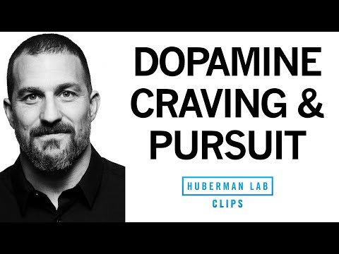 Dopamine System, Craving & Pursuit Explained | Dr. Andrew Huberman
