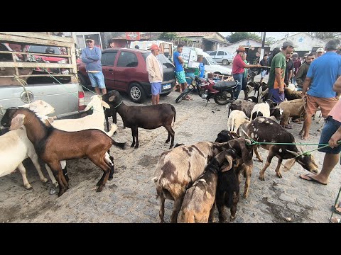 FEIRA DE ANIMAIS DE PUXINANÃ-PB SEGUNDA FEIRA 