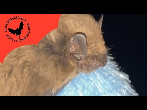 Fledermaus NRW - Auswilderung von Tommy 28 06 23