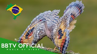 Download lagu Burung-burung Brasil | Burung-burung Terindah di Brasil yang Belum Pernah Anda Lihat | BBTV  mp3