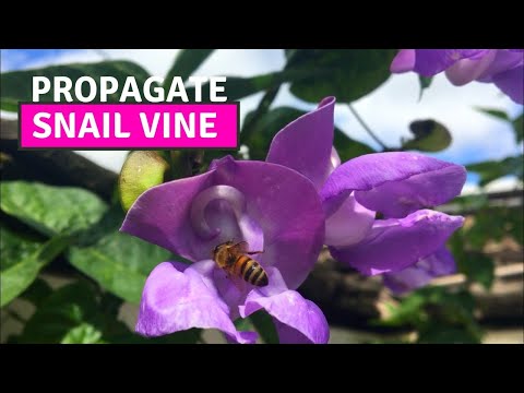 HOW TO PROPAGATE FLOWERING VINES| Sigmoidotropis Speciosa/Snail vine (WITH FULL UPDATES!)