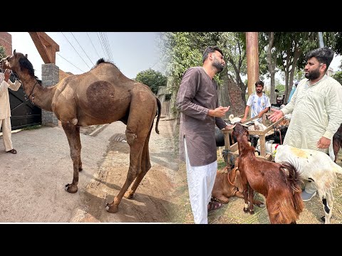 Lahore Mandi Agaiy Bkry Dekhne k lye😍