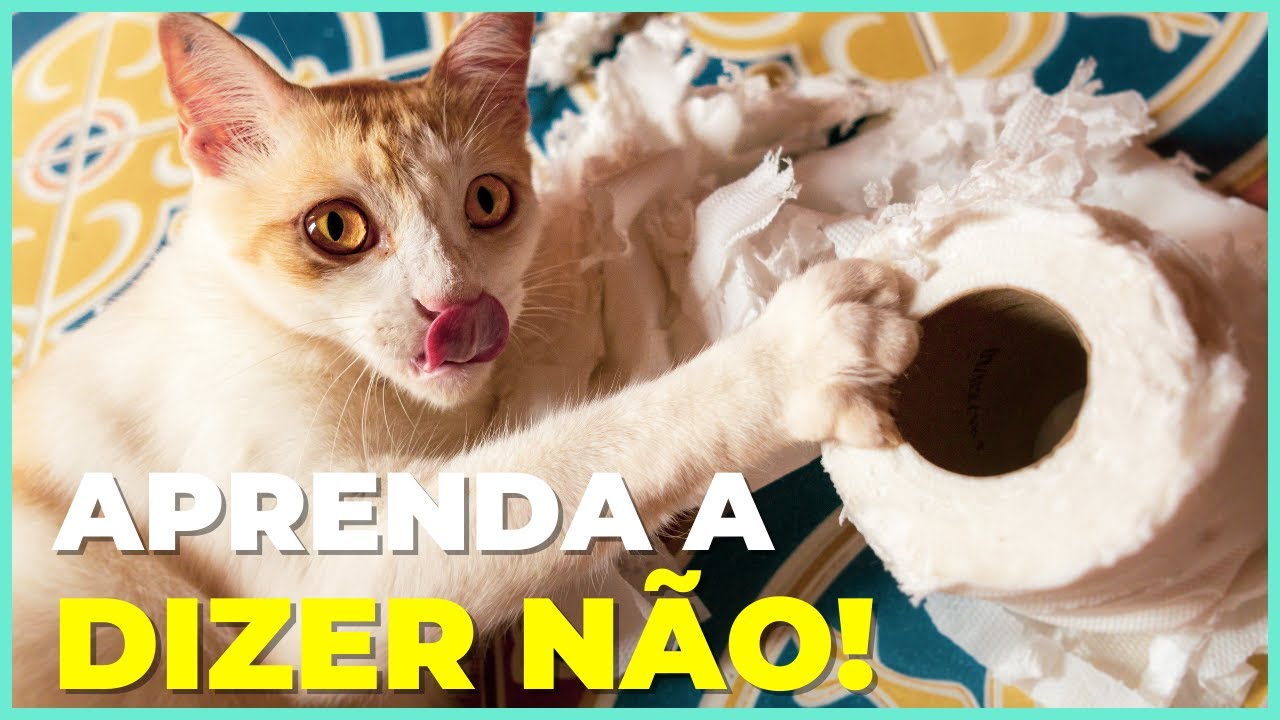 É ASSIM Que Se Diz "NÃO" a Um Gato!