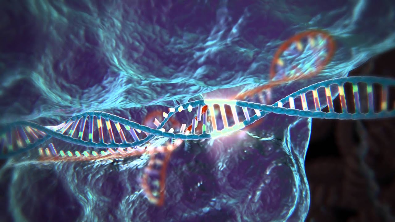 CRISPR: как редактирование генома поможет побороть бедность? Фото.