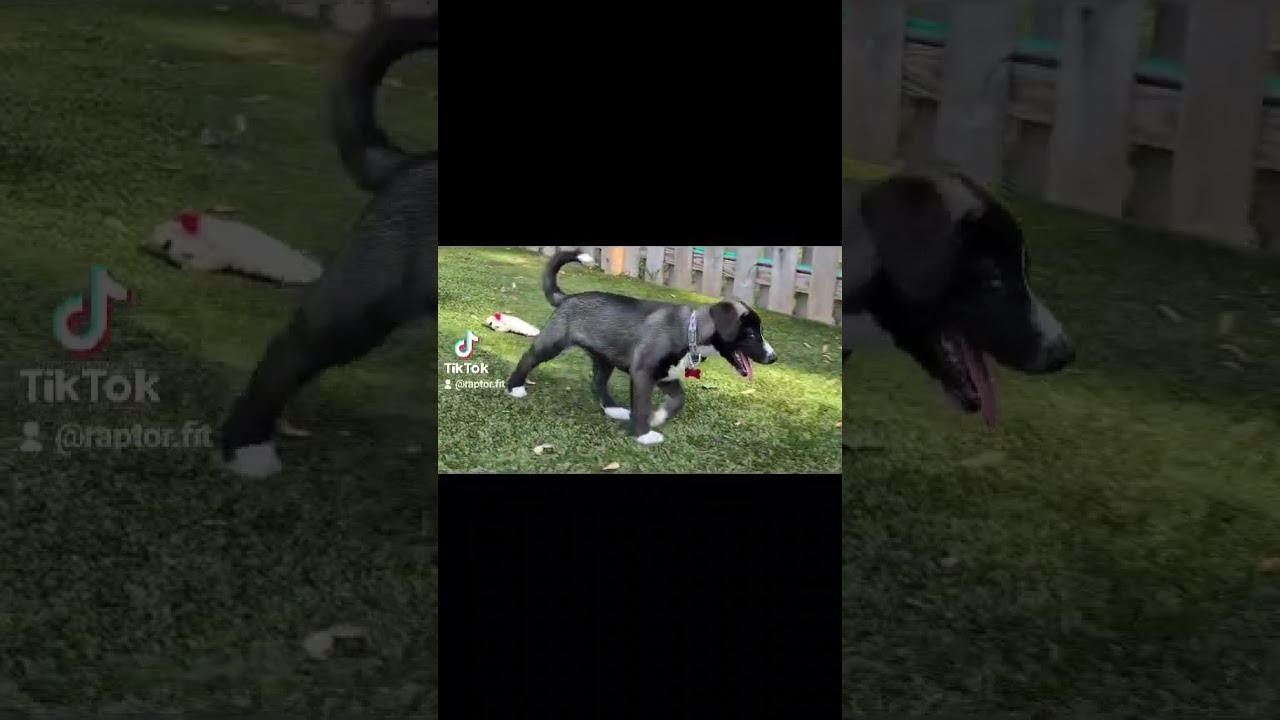 Enlarge Snowy, a Adoptable mixed breed in Renner, SD video 5/6