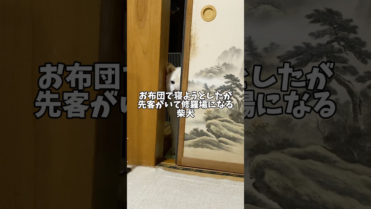 お布団で寝ようとしたが先客がいて修羅場になる柴犬　　#shorts #柴犬 #犬 #dog