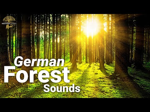 Entspannende Musik mit Klavier - Natur & Waldgeräusche - Vogelgesang & Entspannungsmusik (4k)