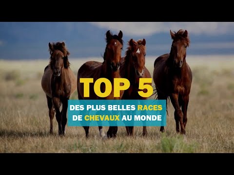 , title : 'Top 5 des plus belles races de chevaux au monde'