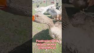 Miniaturka - Pozdrowienia dla najlepszej ekipy z serwera #CharonMt2.pl razem z Bibi #metin #wolnyczas #dziekuje