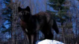 Looks Like They Were Right- Lit- Me