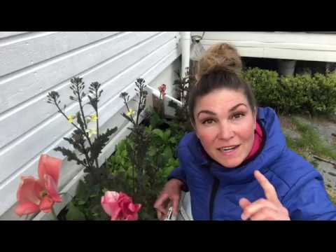 Skördeteknik för Större Skörd Så här skördar du för att få mer av det du odlar