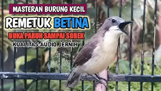 Download lagu REMETUK LAUT BETINA Nyiul GACOR Untuk Pancingan SIUR BAHAN | Credit Card AMAN Buat pinjaman online mp3 Download lagu REMETUK LAUT BETINA Nyiul GACOR Untuk Pancingan SIUR BAHAN | Credit Card AMAN Buat pinjaman online mp3