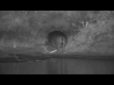 Djuma: Second Hippo leaves the dam-looks like is a female - 03:36 - 05/12/20