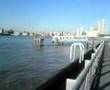 Isle of Dogs 