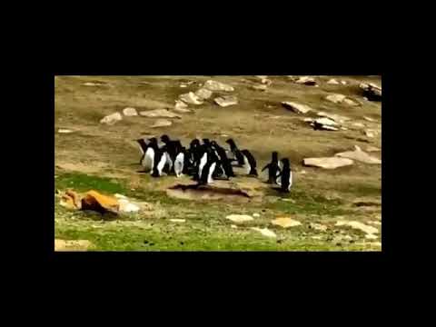 Penguenlere hedef şaşırıyor