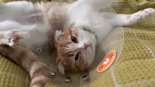 眠る猫　sleepy cat