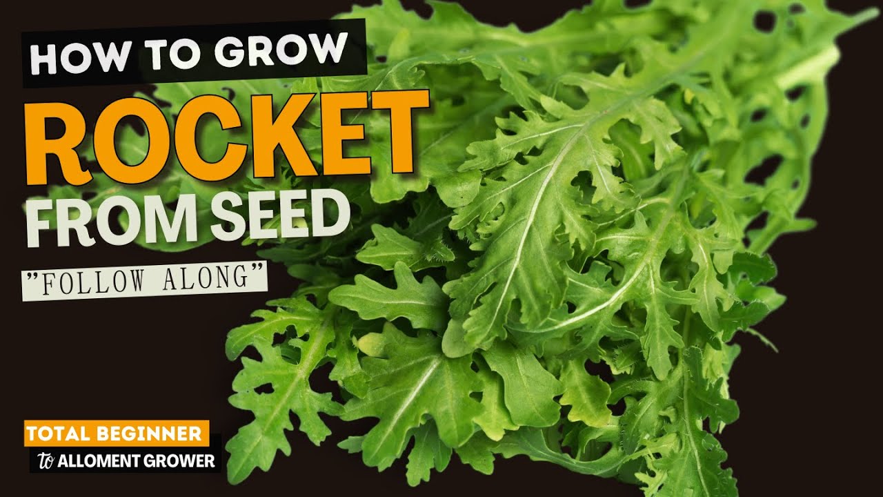 Growing Rocket 😍 How to SOW & GROW Rocket Like a PRO!