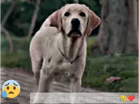 The day in life of street dogs||😥❤