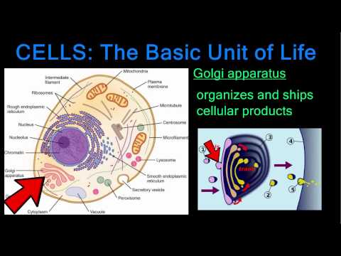 Cells: The Basic Unit of Life