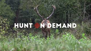 Entdecke den Jäger in dir auf Hunt on Demand!