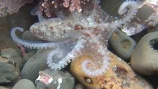 Tiny Red Octopus (Octopus rubescens) at Fitzgerald Marine Reserve