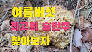 야산으로 최고의 술안주를 찾아서 먹어보자  버섯산행