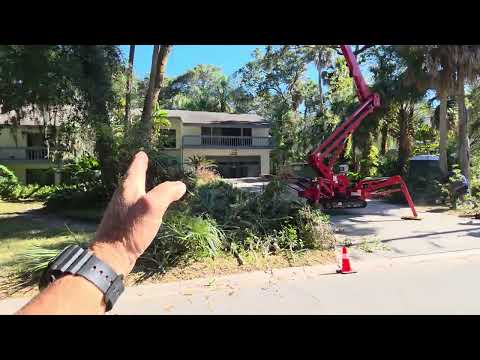Hazardous Tree Removal Process