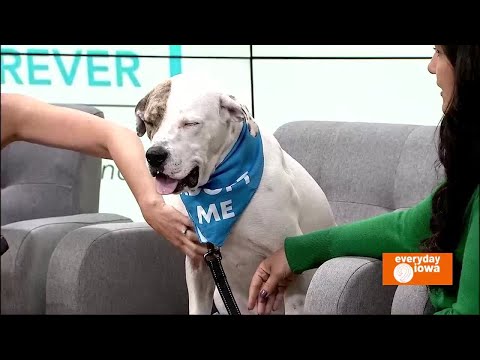 Everyday Iowa - Dogs Forever & Jackson the pup!