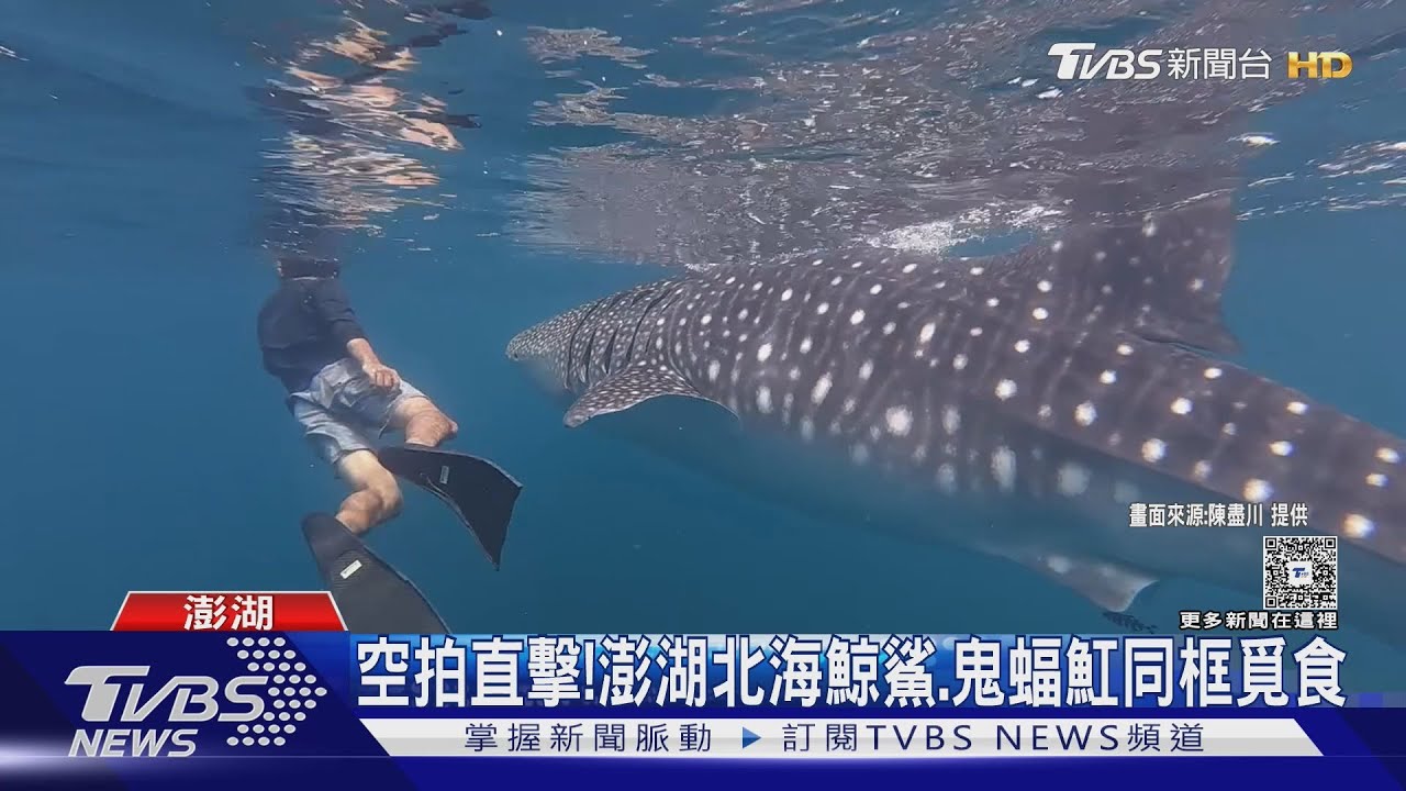 海洋奇景!糠蝦大爆發 空拍直擊鯨鯊、鬼蝠魟「同框覓食」