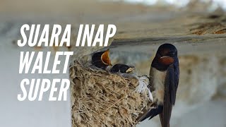 Download lagu Suara Inap Walet Super mp3