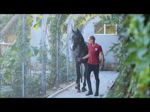 colr Great Hickstead *2017  by  Hickstead White — Cornet Obolensky (1,5 y.o.)