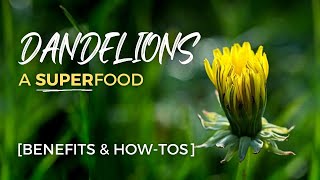 Here's How Amazing DANDELIONS Are! [Benefits and How-Tos]