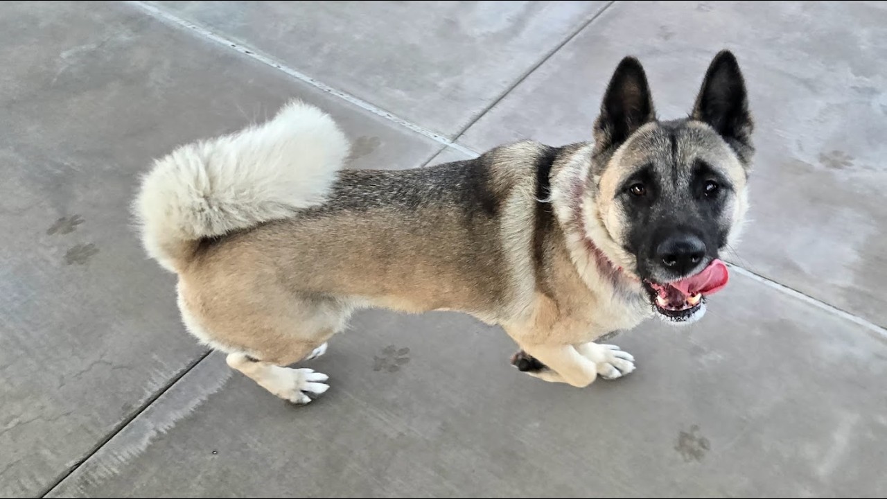 Enlarge Jewel, a ADOPTABLE Akita in Queen Creek, AZ video 3/6