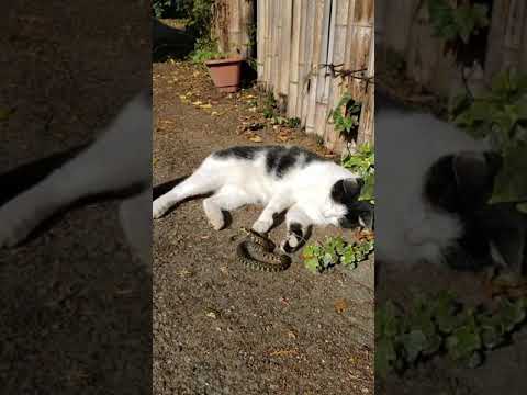 自然に毒蛇を追い払う方法は？傷つけずに追い払う5つのヒント  庭園