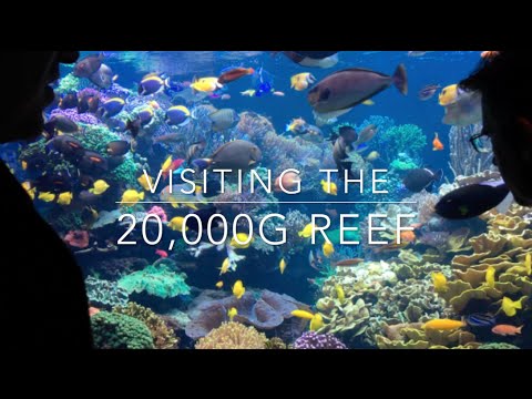 20,000g Reef - Learn how it is maintained all these years