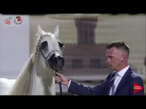 N 574 S S  ASEEL   UAE Nationals 2019