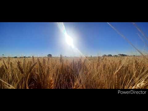 The Best of Dan Stone (IMO)