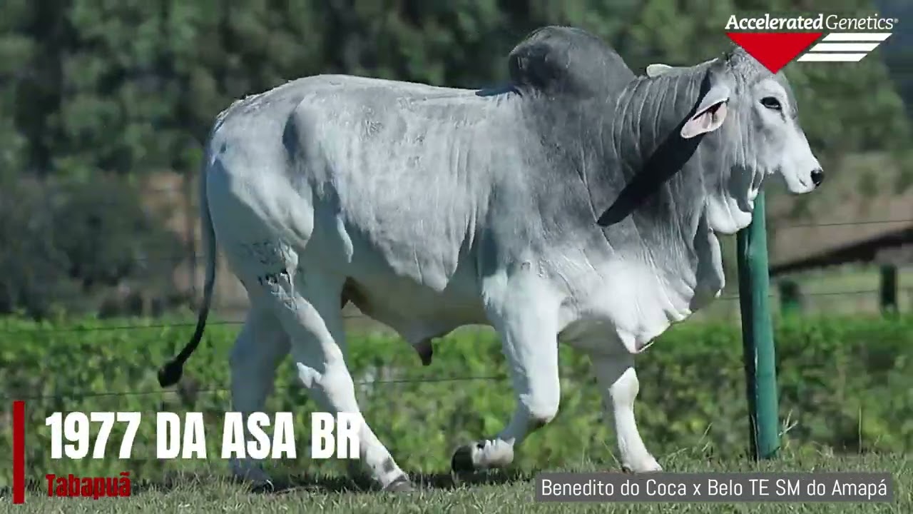 Vídeo 1977 DA ASA BR