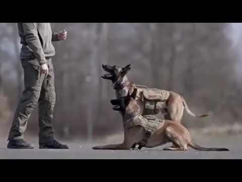 The Sound of Silence - Simon & Garfunkel - Police dog