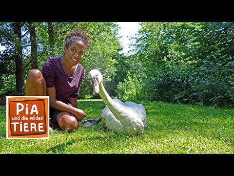 Mit dem Kahn beim Alsterschwan | Reportage für Kinder | Pia und die wilden Tiere | BR