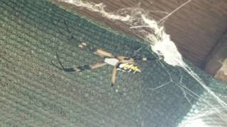 Big Spider Sends 12 Yr Old Boy Running