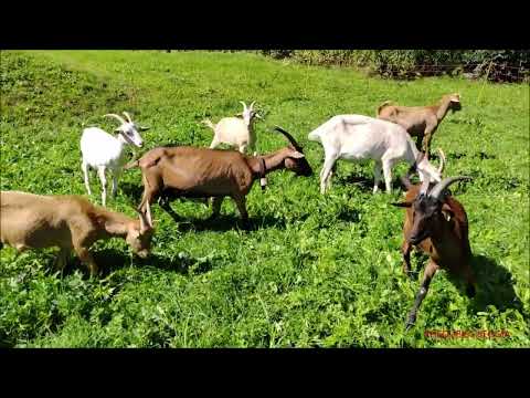 CON FINALE SIMPATICO, CAPRETTE AL PASCOLO A PONTECHIANALE VALLE VARAITA (CN) DOM. 11 - 9 - 2022.