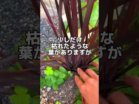 黄色くなったThujaの生垣：復活させることはできるでしょうか？どのような治療法を節約すればよいでしょうか？  庭園