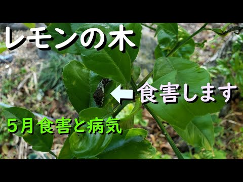 レモンの木の一般的な病気 葉に茶色の斑点