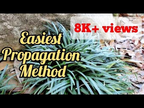 Mondo grass propagation and care.. Monkey grass.. Lawn grass