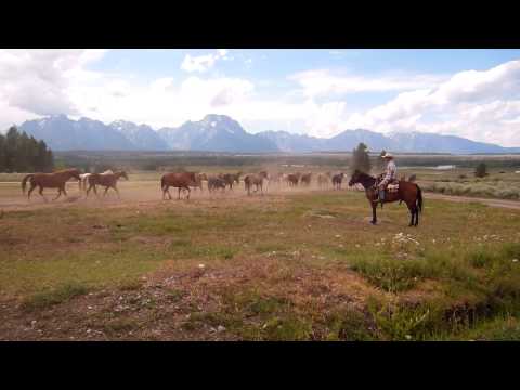 Triangle X Ranch Horse Video