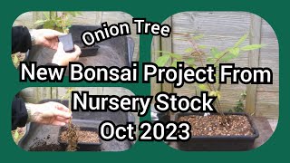 New Bonsai Project From Nursery Stock Oct 2023
