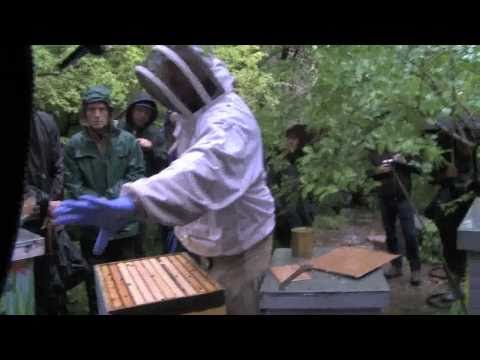 Honeybee and the City (Music Trailer) - dir. by Anastasia Shorstova, music by Eddy Khaimovich