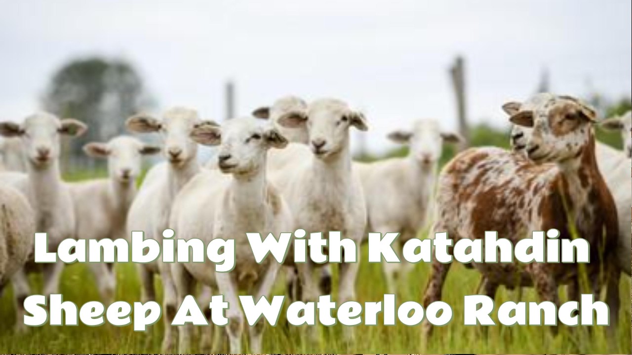 Lambing with Katahdin Hair Sheep at Waterloo Ranch